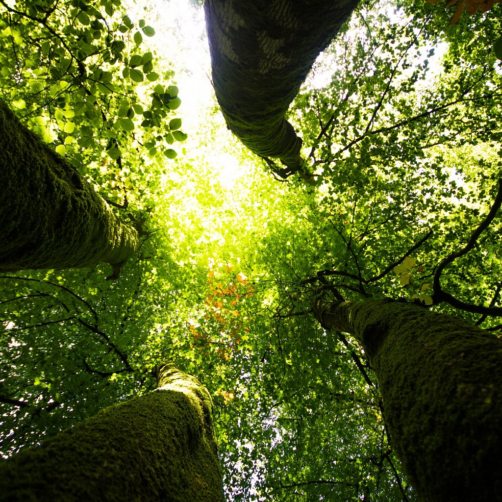 Nature - 665
